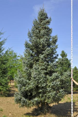 Picea omorika 'Silberblau'